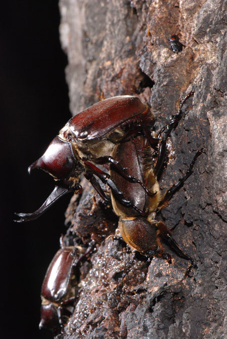 カブトムシの交尾
