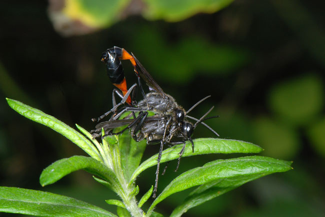 ジガバチの交尾