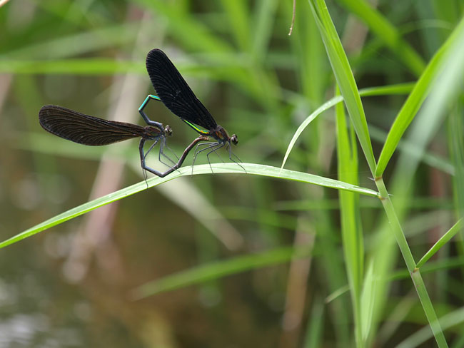 ハグロトンボの交尾