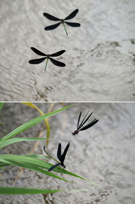 ハグロトンボのテリトリー争い