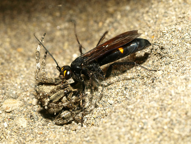 フタモンベッコウ（日本最大のベッコウバチ）