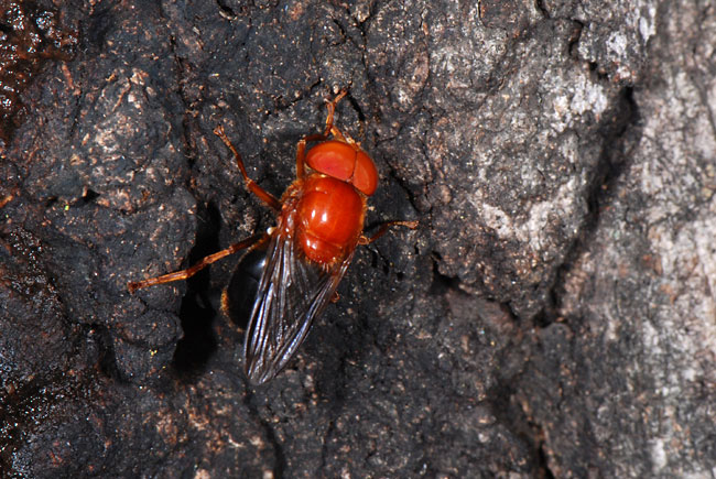 スズキベッコウハナアブ