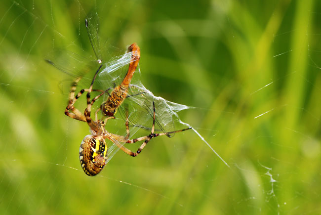 トンボを捕らえたナガコガネグモ