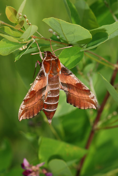 見慣れないスズメガ