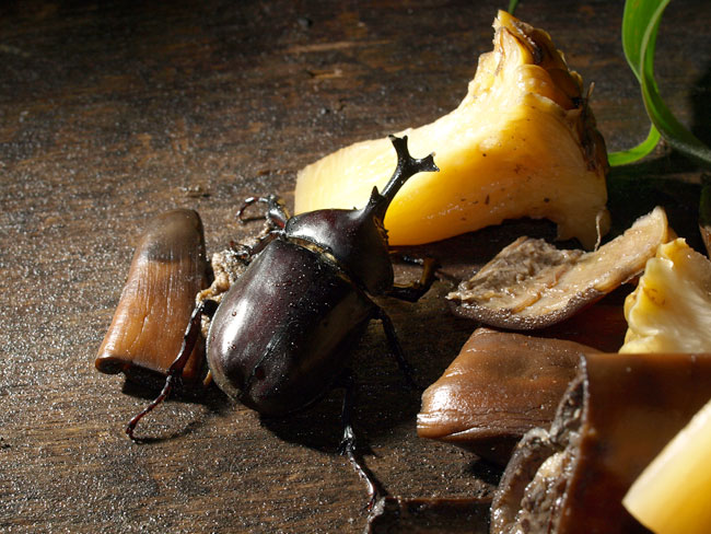 餌台のカブトムシ