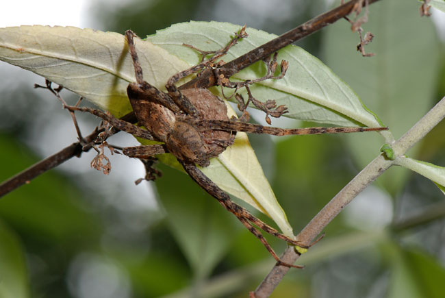 卵を守るアシダカグモ