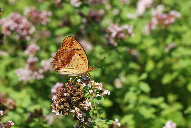 ウラギンスジヒョウモン