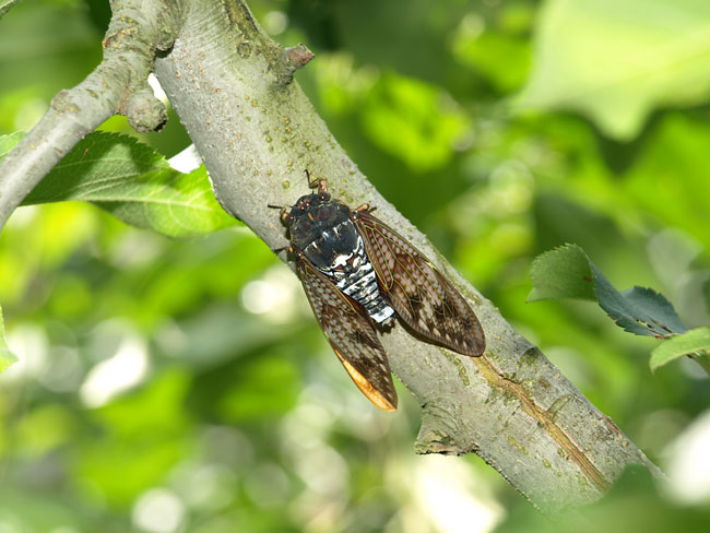 鳴くアブラゼミ