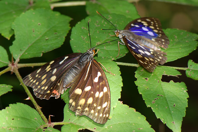オオムラサキの求愛