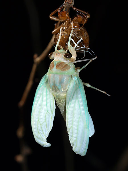 アブラゼミの羽化