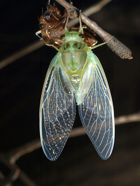 ミンミンゼミの羽化