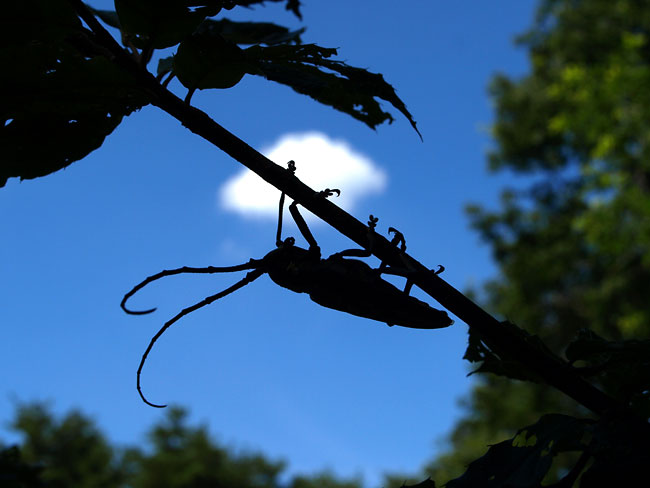 シロスジカミキリの影絵