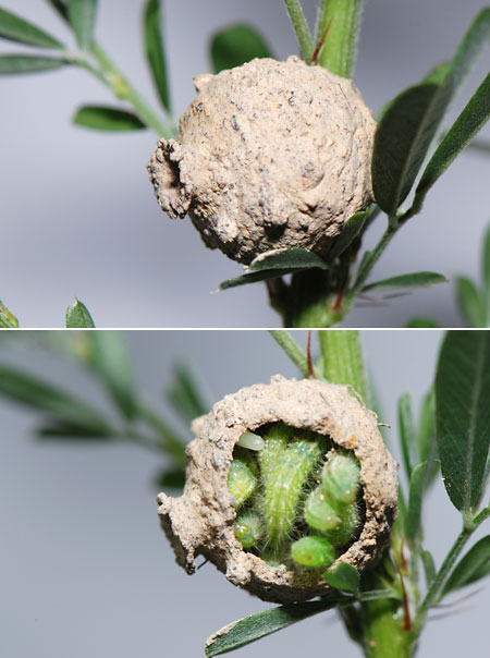 キボシトックリバチの巣