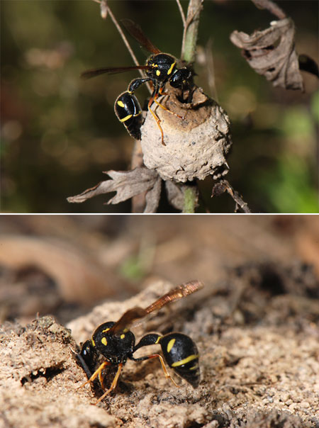 トックリバチの巣作り1