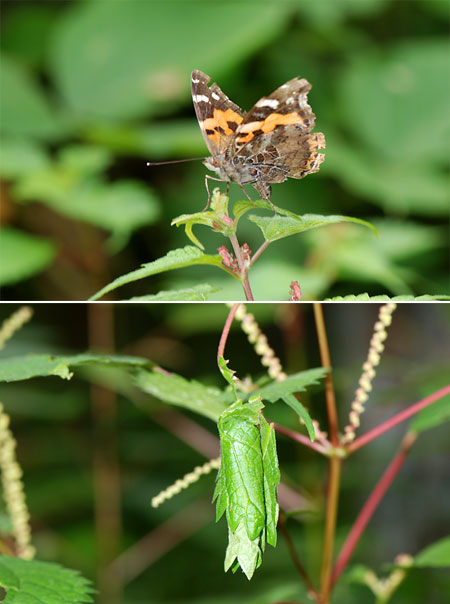 アカタテハの産卵