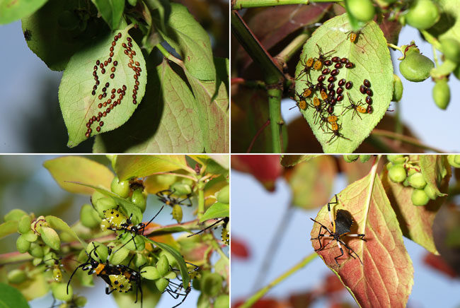 キバラヘリカメムシの生長
