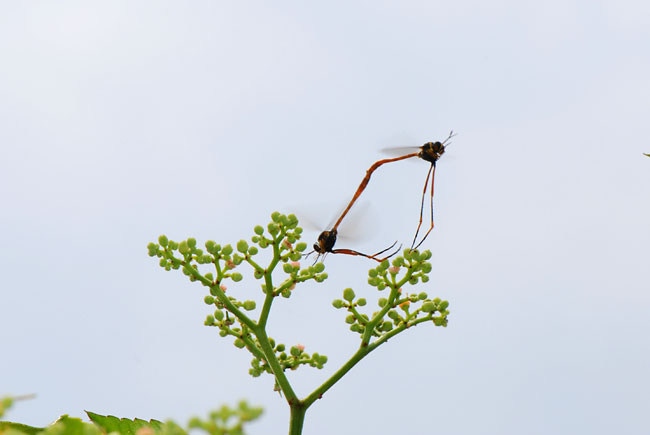 ナガハナアブの一種の交尾