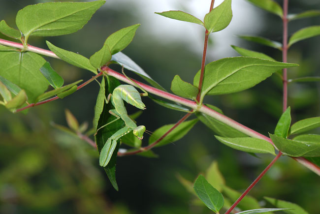 ハラビロカマキリ