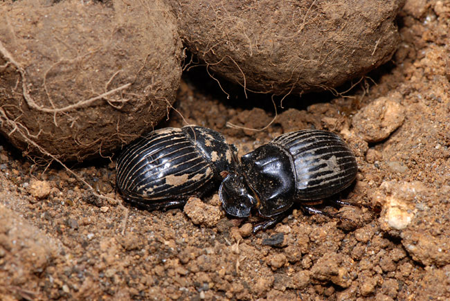 ミヤマダイコクコガネの羽化