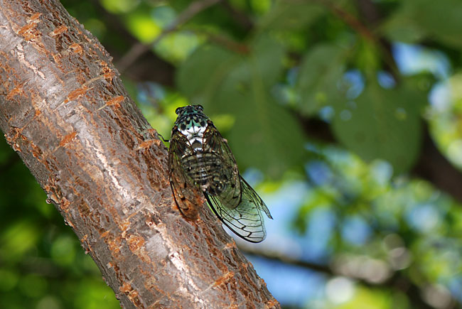 ミンミンゼミの交尾