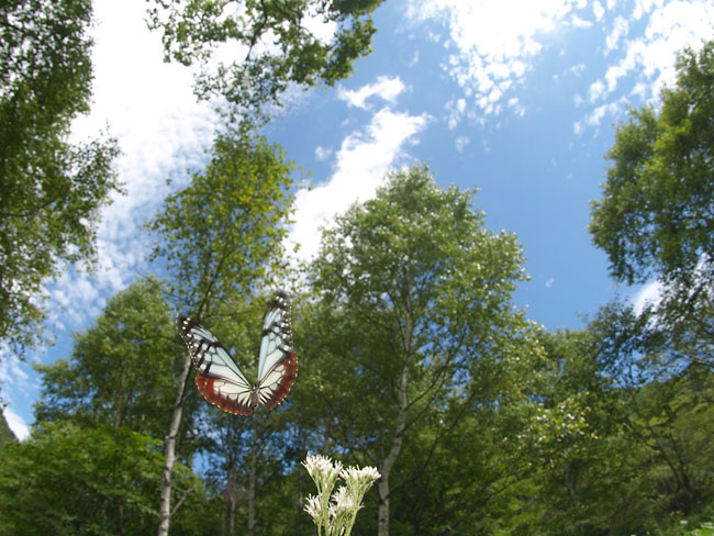 再びアサギマダラ