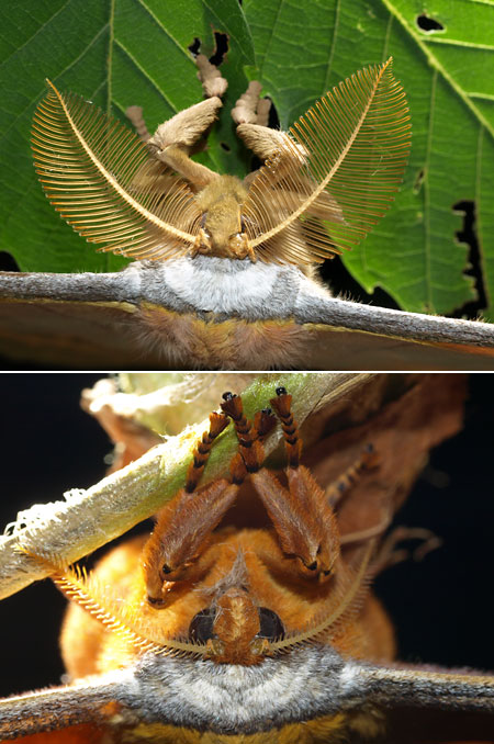 ヤママユのオスとメス