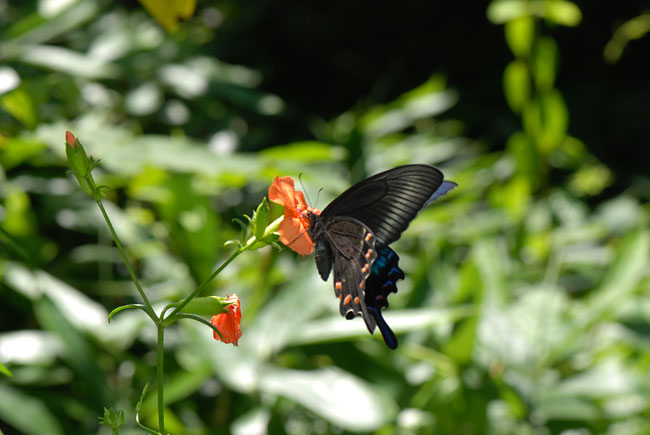 ミヤマカラスアゲハ