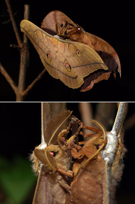 ヤママユガの交尾