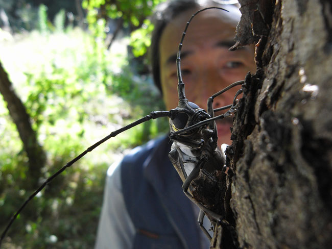 奥本大三郎さんとシロスジカミキリ