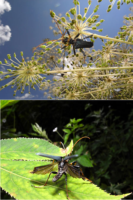 フタコブルリハナカミキリ