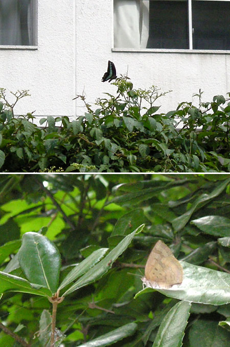 アオスジアゲハとムラサキシジミ