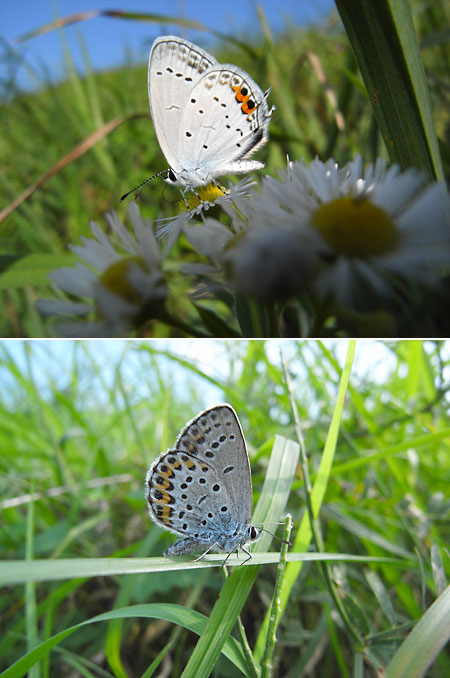 ミヤマシジミとツバメシジミ