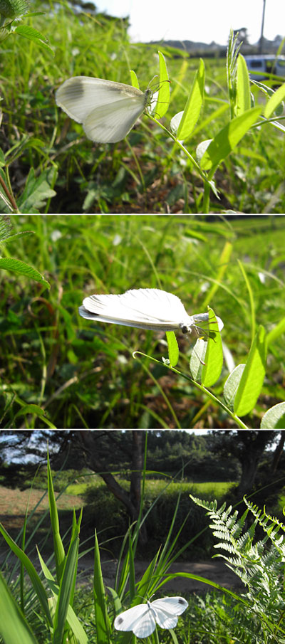ヒメシロチョウの産卵
