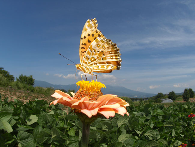 ツマグロヒョウモン