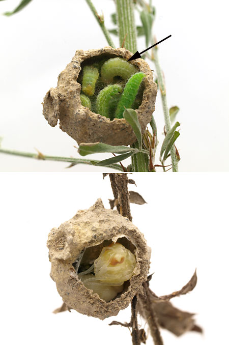 トックリバチの幼虫と蛹