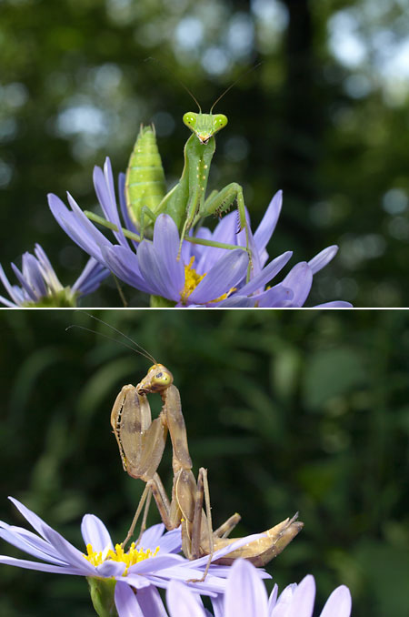 ハラビロカマキリ茶色型