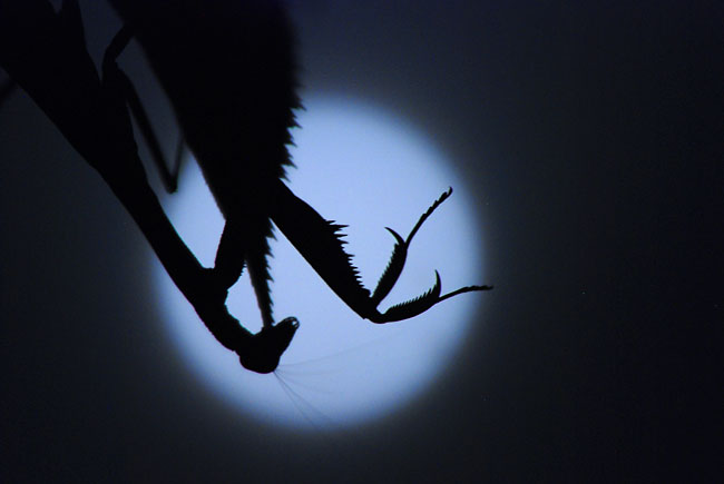 月夜のカマキリ