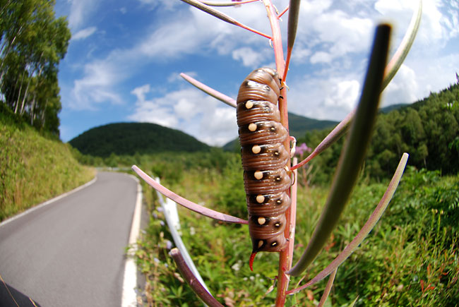 イブキスズメの幼虫