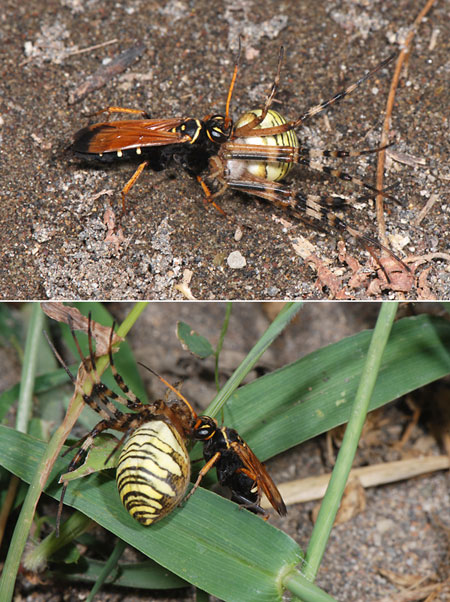 キスジベッコウ