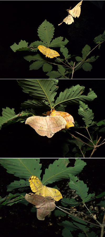 再びヤママユの交尾