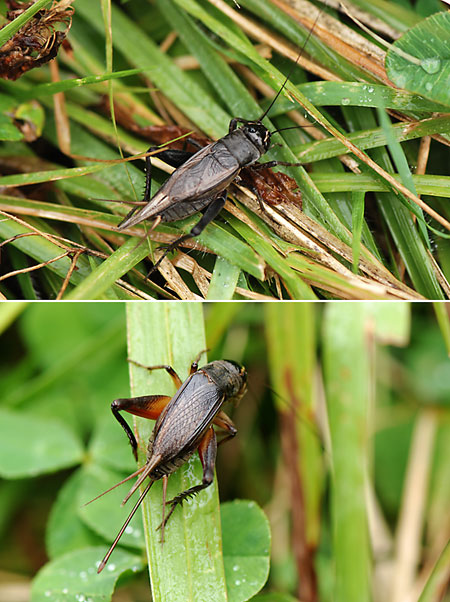 エンマコオロギの成虫
