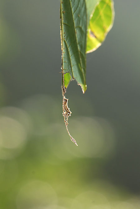 コミスジの幼虫