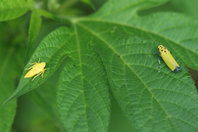 ツマグロオオヨコバイの幼虫と成虫