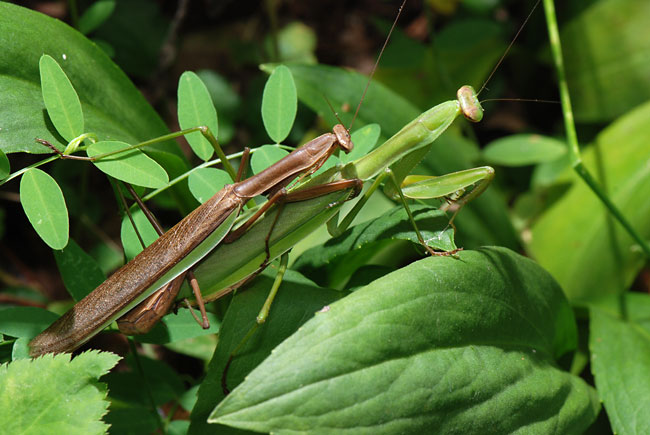 オオカマキリの交尾
