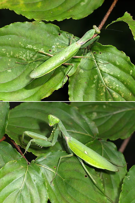 ハラビロカマキリのオスとメス