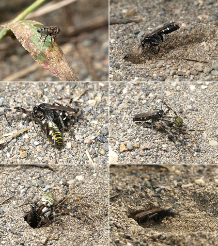 オオシロフベッコウのクモ狩り