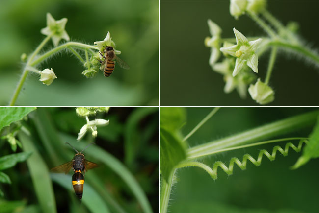 アレチウリの花