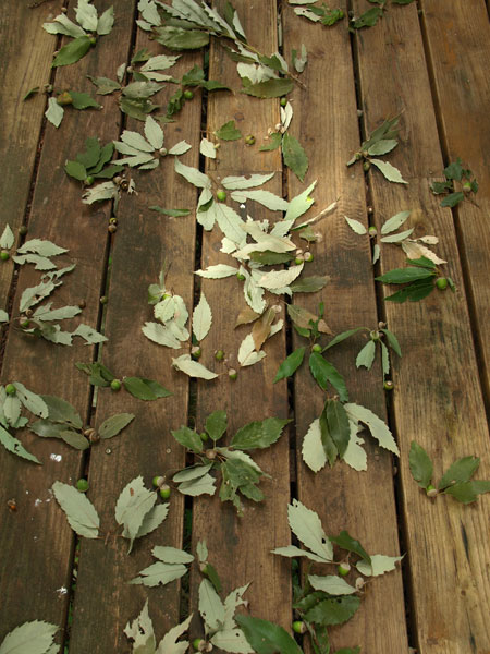 枝を落としたのは誰