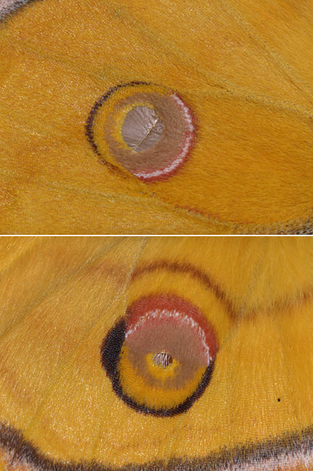 ヤママユガの眼状紋