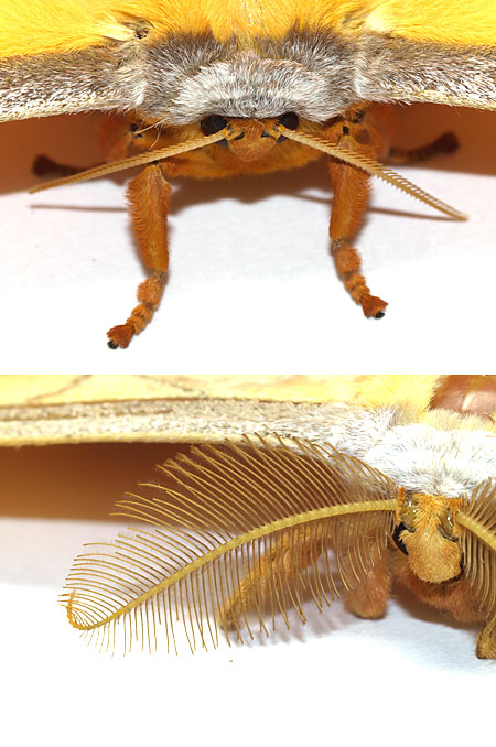 ヤママユガのオスとメス